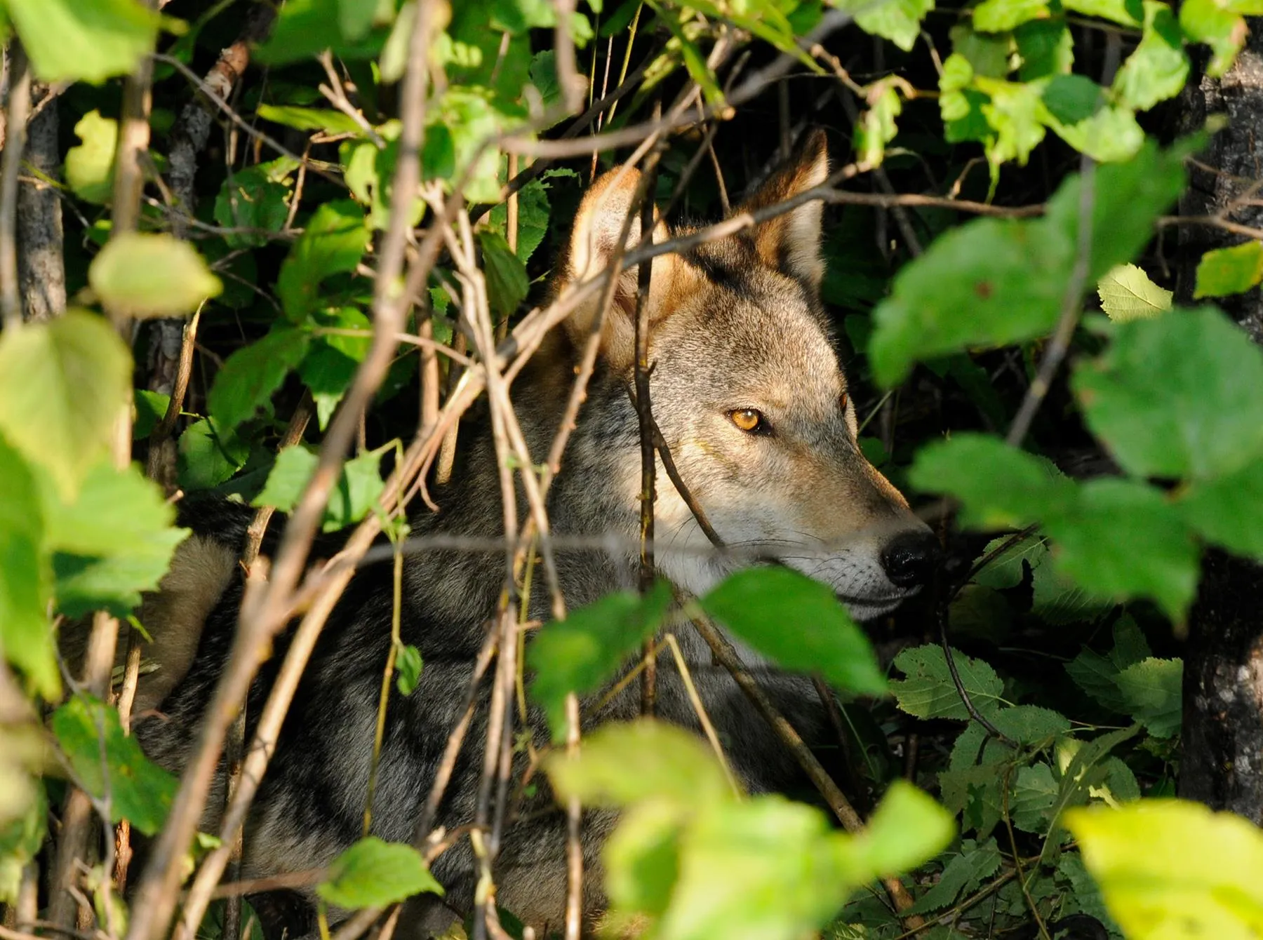A wolf at Voyageurs National Park
