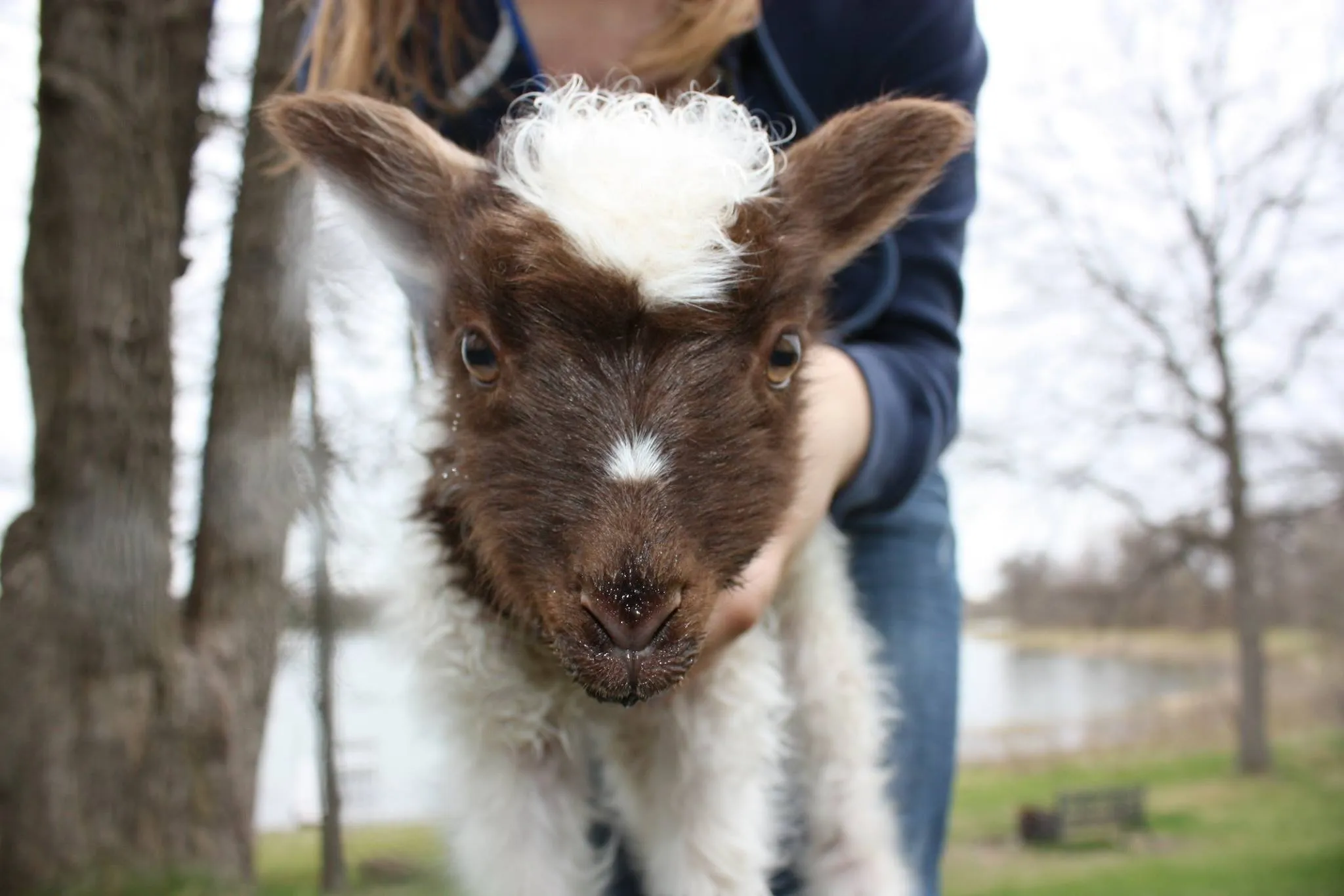 Shepherd's Harvest Sheep &amp; Wool Festival