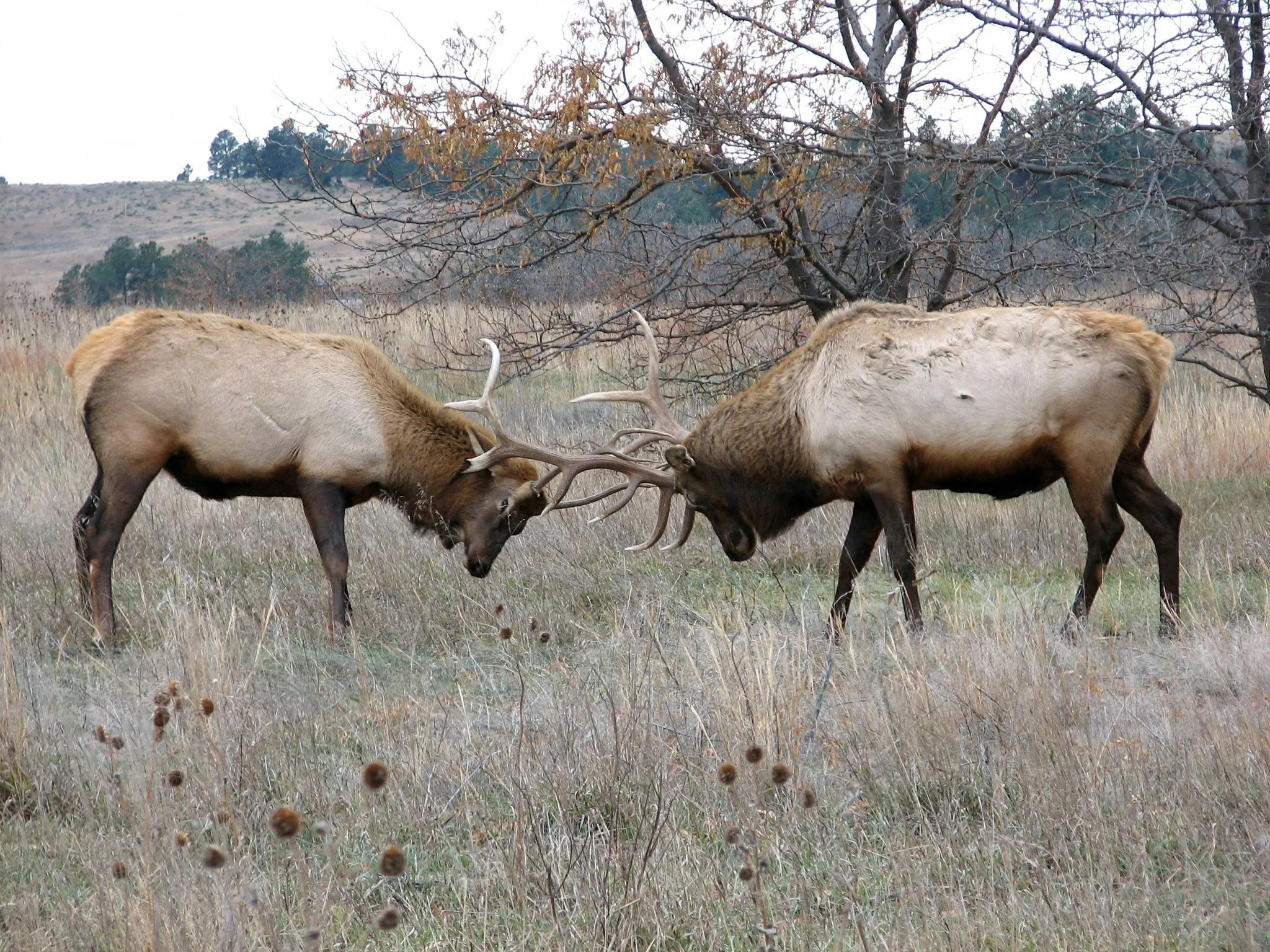Elk