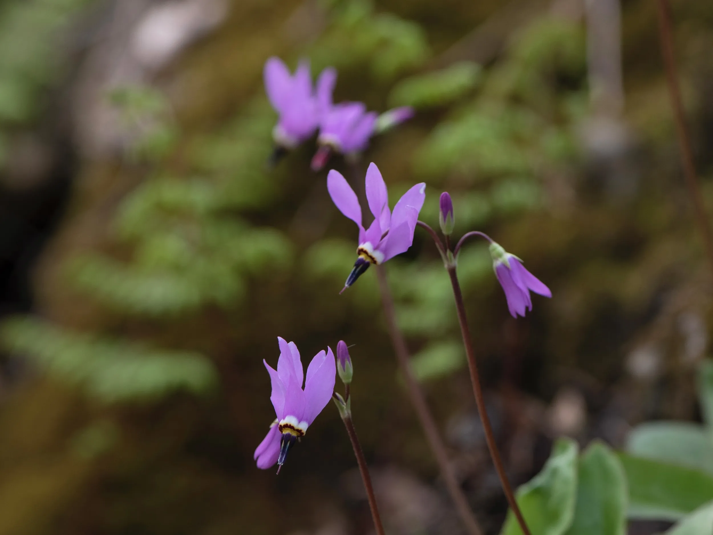 Prairie Shooting Star flowers