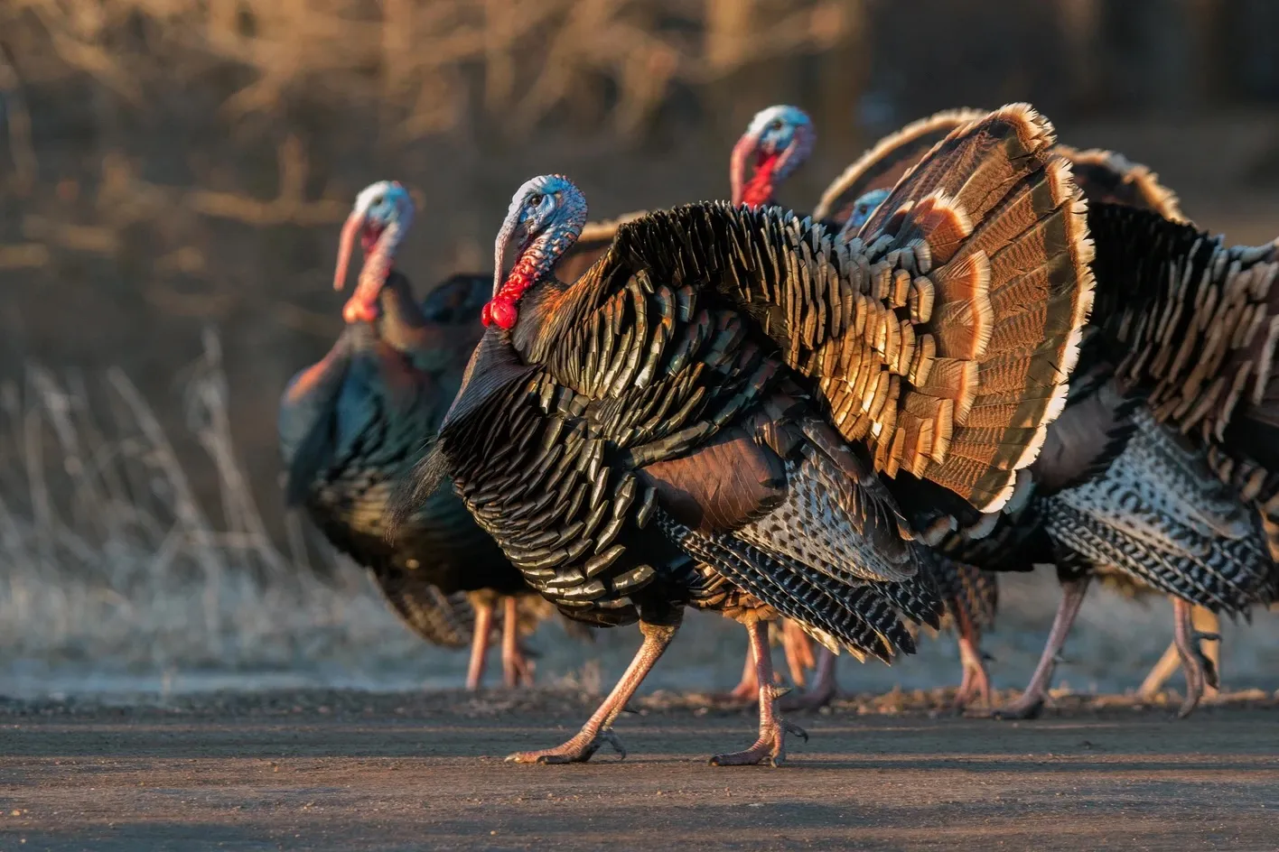 A group of male wild turkeys