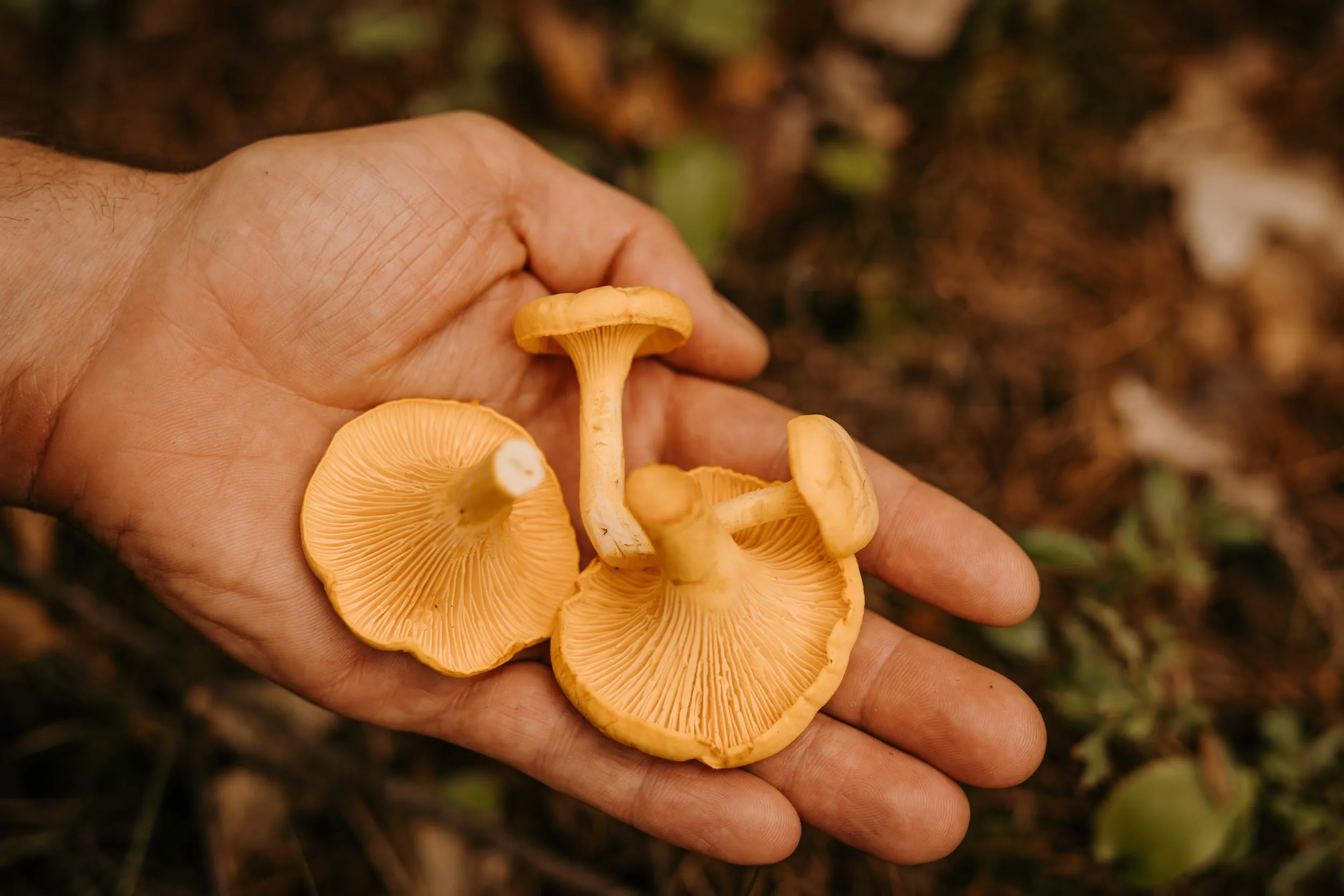 Chef Alan Bergo holds wild chanterelles