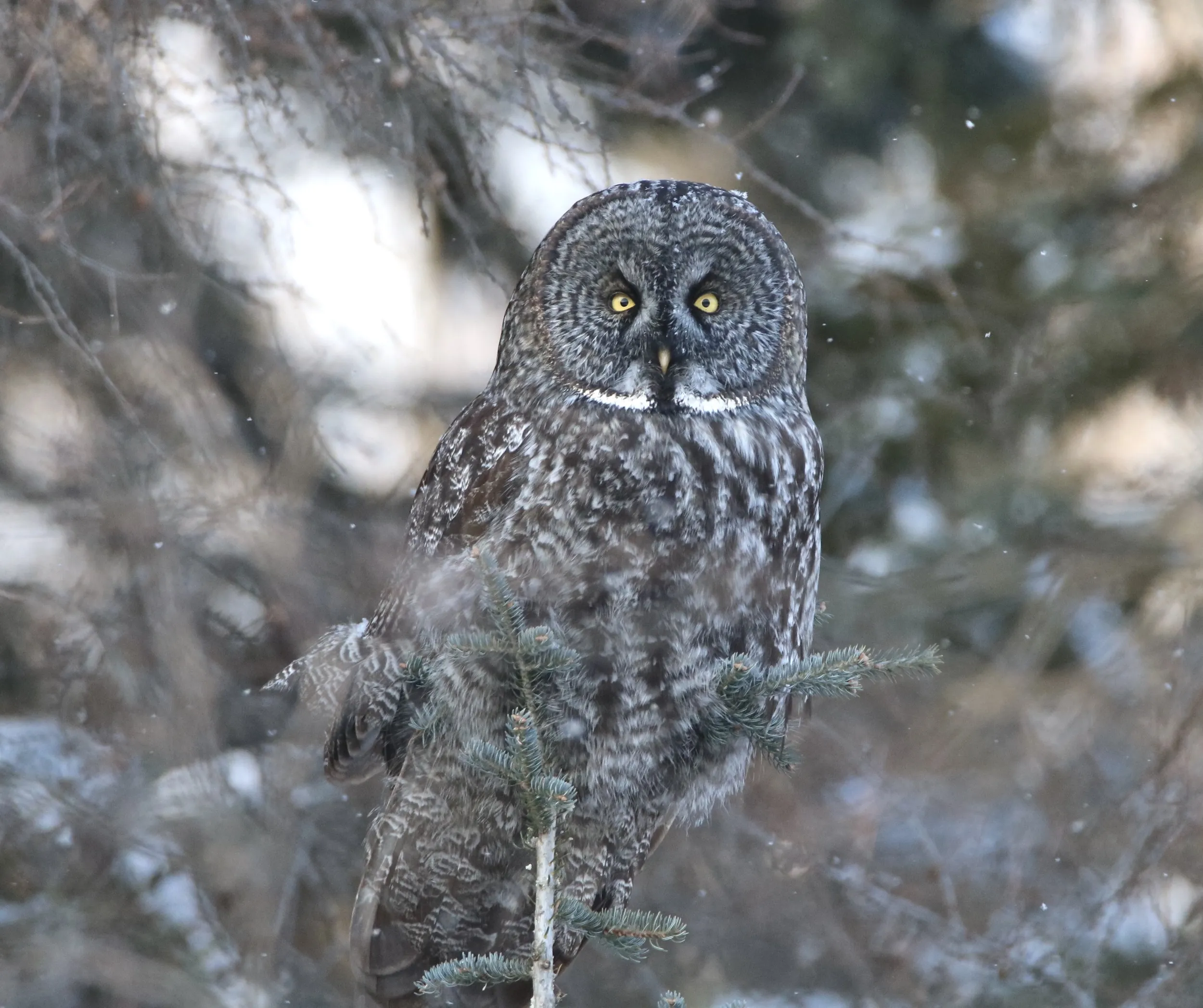 A Great Gray Owl at Sax-Zim Bog