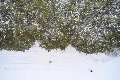 two cross-country skiers in woods from above