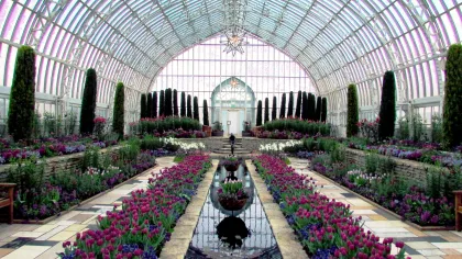 Flowers in the Marjorie Mcneely Conservatory at Como Park in St. Paul