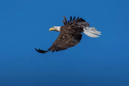 Bald eagle in flight with blue sky in the background