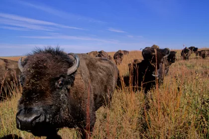 Bison herd Blue Mounds State Park