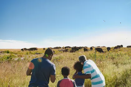 Family viewing bison herd at Blue Mounds State Park