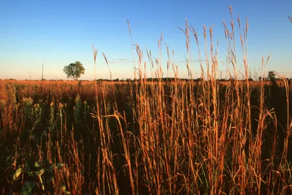 Prairie grasses Buffalo River State Park