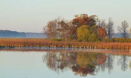 Sherburne National Wildlife Refuge Sandhill Cranes