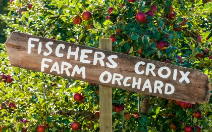Dozens of Minnesota apple orchards are open to pickers in the fall including the Fishers Croix Orchard
