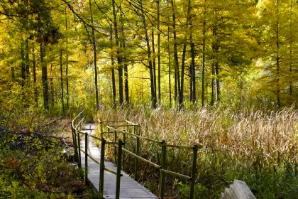 Walking through the Quaking Bog at Theodore Wirth Park in Minneapolis