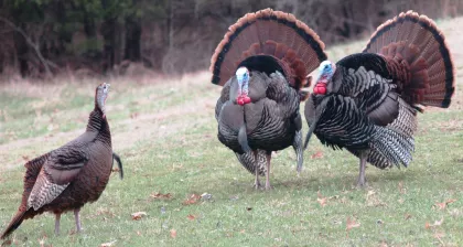 three turkeys spring