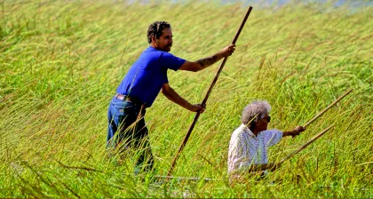 Native Americans harvesting wild rice on Leech Lake