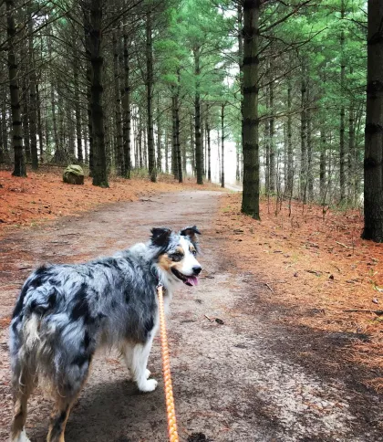 Dog on leash at Lebanon Hills regional park