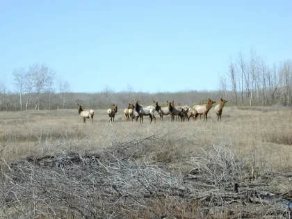 Elk herd at Skull Lake