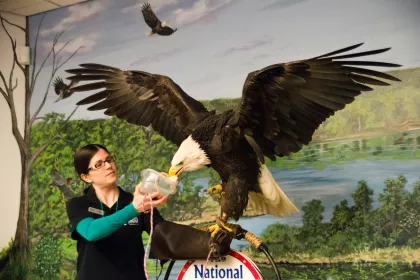 National Eagle Center eagle feeding Wabasha
