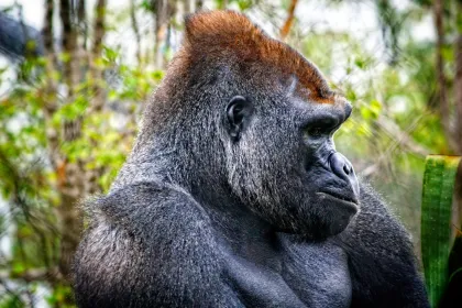 Como Zoo gorilla
