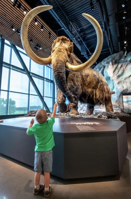 Niño mirando una réplica de mamut lanudo en el Museo Bell