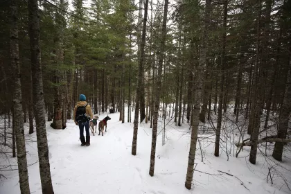 Winter hiking with dogs
