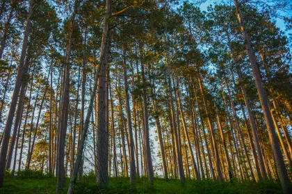Incredible hardwood forests in Itasca State Park