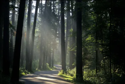 Shafts of sunlight waft through through the trees in Itasca State Park