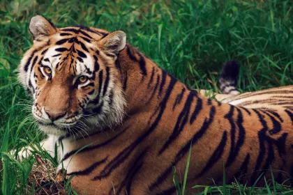 Tiger poses for a photo