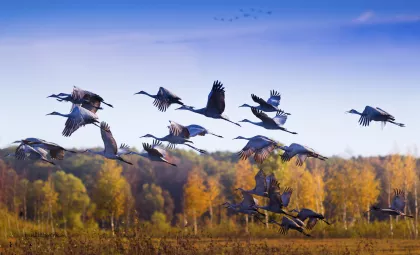 Sandhill cranes at Sherburne National Wildlife Refuge in Zimmerman