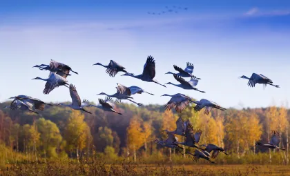 Sandhill cranes at Sherburne National Wildlife Refuge in Zimmerman