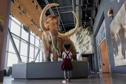 Girl looking at Wooly Mammoth at the Bell Museum, Saint Paul