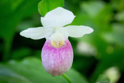 White showy lady's slipper at the Eloise Butler Wildflower Garden, Minneapolis