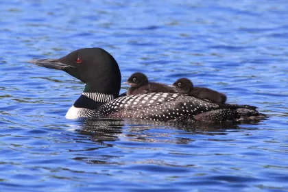 Loon swimming with two baby loons on its back.