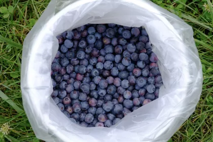 Blueberry Fields of Stillwater bucket