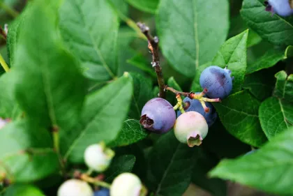Blueberry Fields of Stillwater
