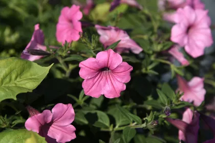 Flowers at Munsinger Gardens