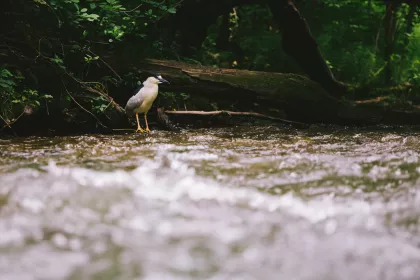 Minnehaha Creek, Black-Crowned Night Heron