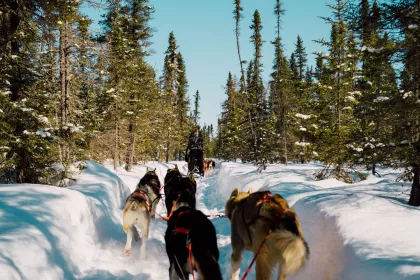 Dogsledding at Chilly Dogs in Ely