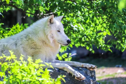 A gray wolf rests on a rock at the International Wolf Center