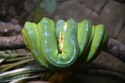 A green tree python at Snake Discovery