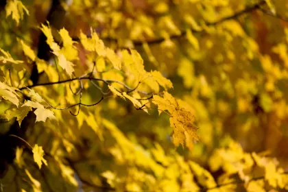 Fall colors at Elm Creek Park Reserve