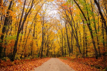 Peeping the fall colors at Chippewa National Forest