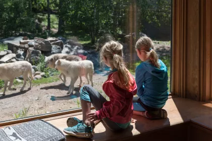Two girls look at the ambassador wolves in the International Wolf Center