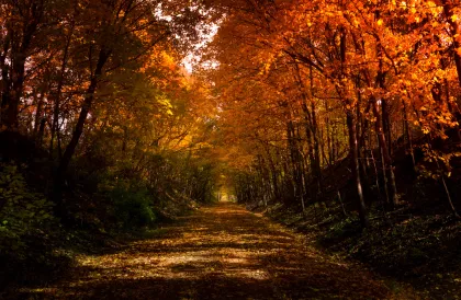 Luce Line Trail in fall