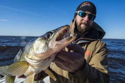 A man catches a massive walleye on Lake of the Woods