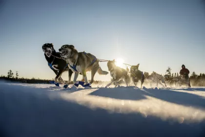 Dogsledding on Poplar Lake
