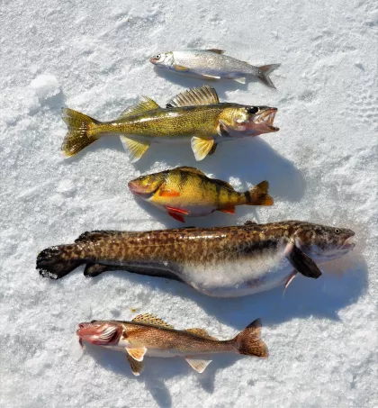 Freshly caught fish on Lake of the Woods during winter