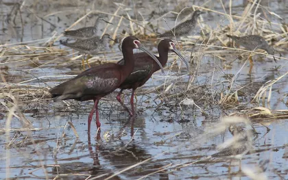 Birding on Salt Lake in Lac qui Parle County