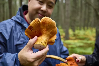 Foraging for lobster mushrooms in Eveleth