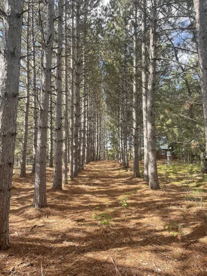 Red Pines at Frog Tree Farm