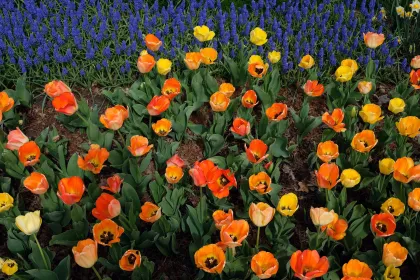Spring flowers at Lyndale Park Rose Garden
